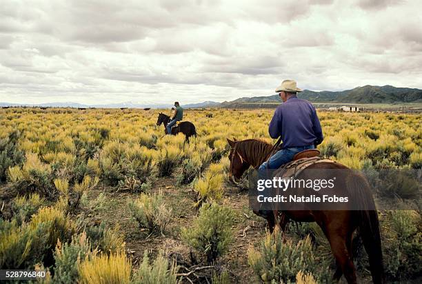 ranchers look for cattle - horse riding countryside stock pictures, royalty-free photos & images