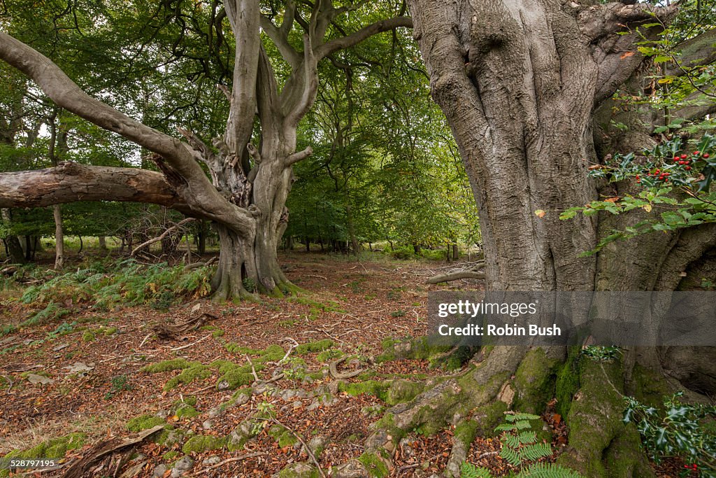 Frithsden Beeches, Ashridge