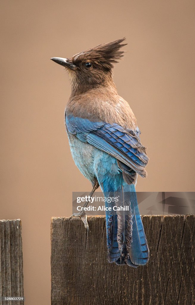 Steller's Jay standing on a fence
