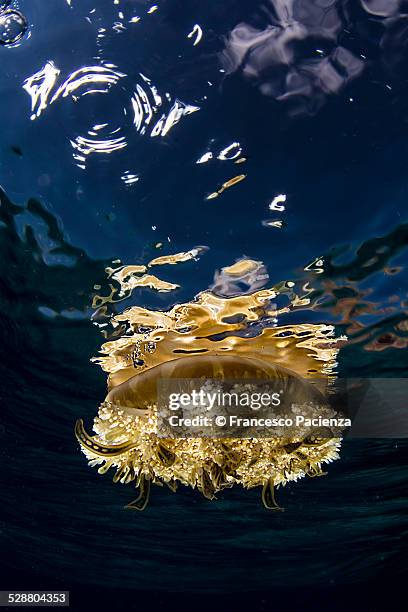 jellyfish andromeda - nuweiba stock pictures, royalty-free photos & images