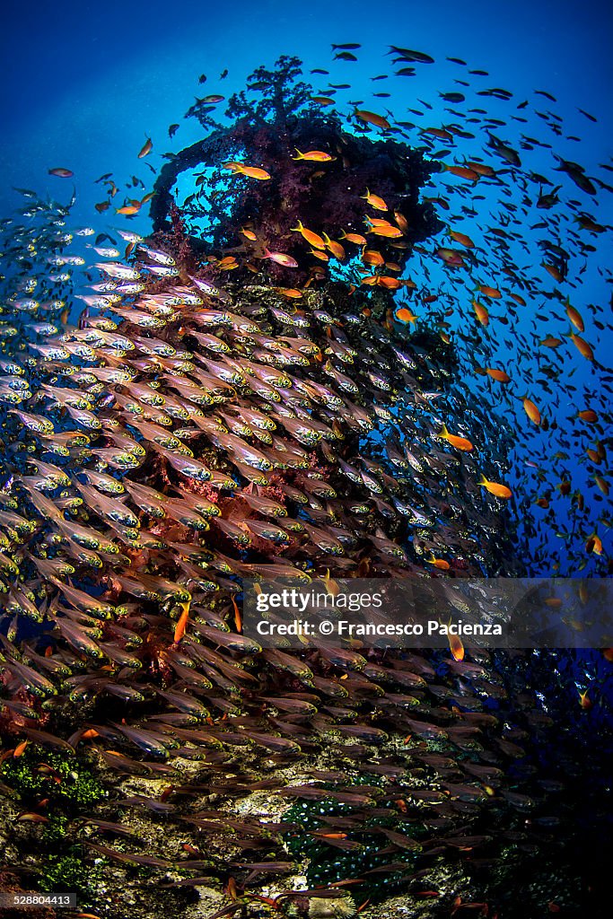 School of glassfishes