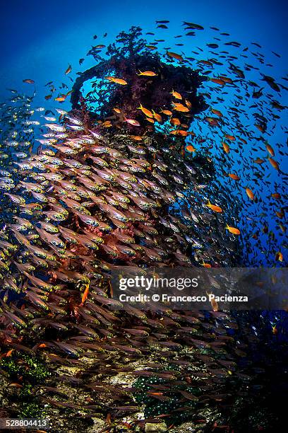 school of glassfishes - nuweiba stock pictures, royalty-free photos & images