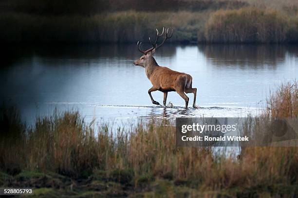 Rotwild Rudel 95 Rotwild Stock Photos, High-Res Pictures, and Images - Getty Images
