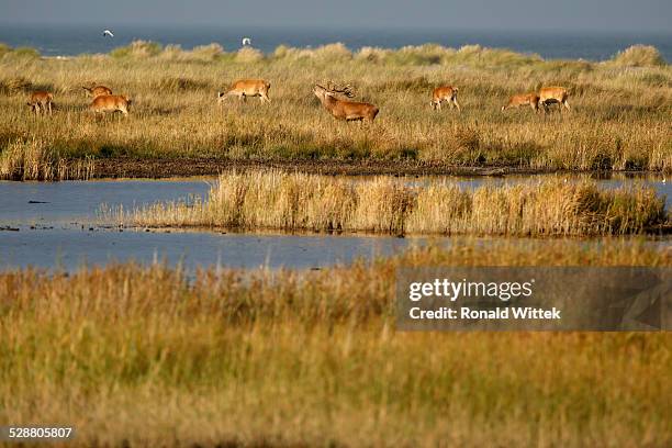 Rotwild Rudel 95 Rotwild Stock Photos, High-Res Pictures, and Images - Getty Images
