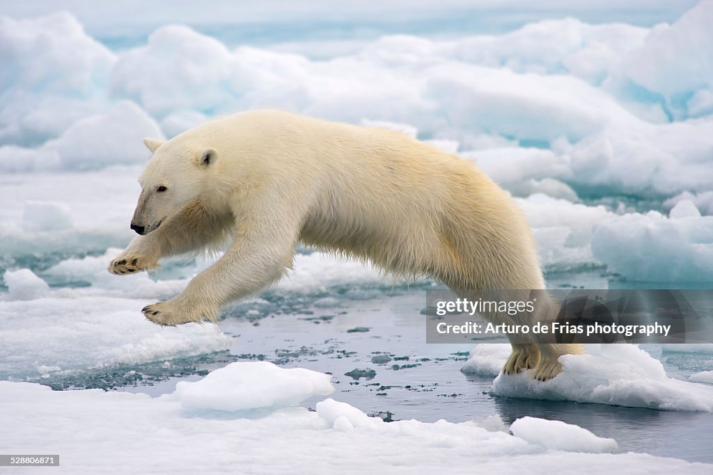 Polar Bear jumping in the fast ice
