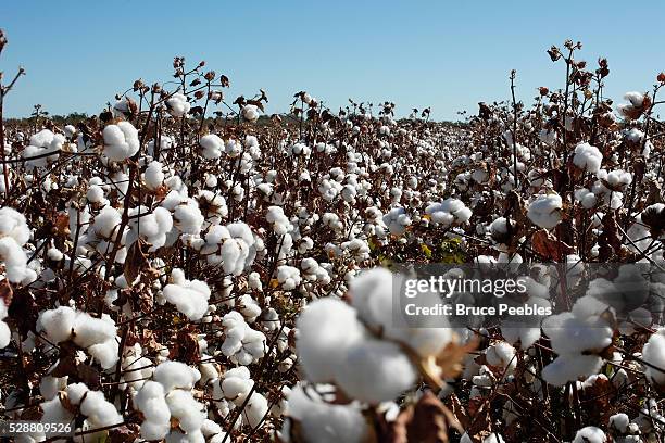 cotton plant field - cotonnier photos et images de collection