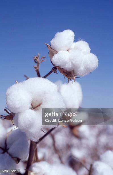 cotton plant - cotton plant stock-fotos und bilder