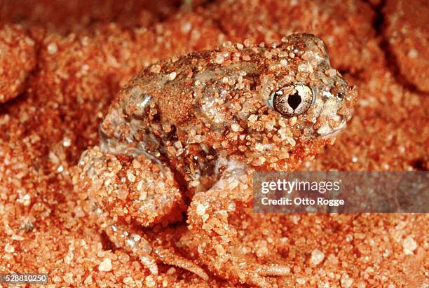 australian burrowing frog - hibernation stock pictures, royalty-free photos & images