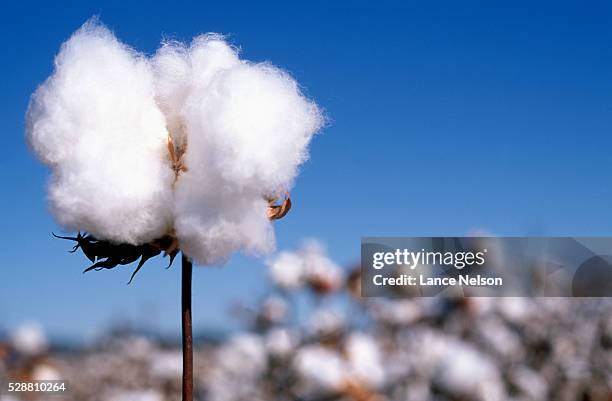 cotton plant - cotton stock-fotos und bilder