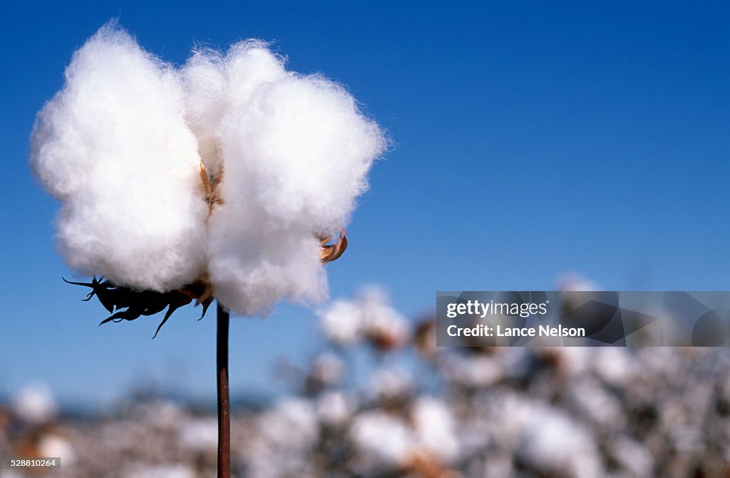 Cotton Plant