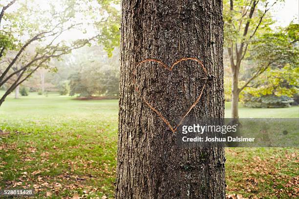 a heart carved in a tree - joshua dalsimer stock pictures, royalty-free photos & images