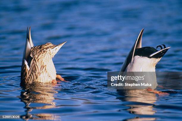 two ducks diving for food - duck tails foto e immagini stock