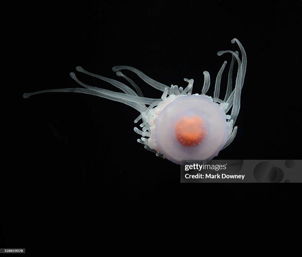 Fried egg jellyfish