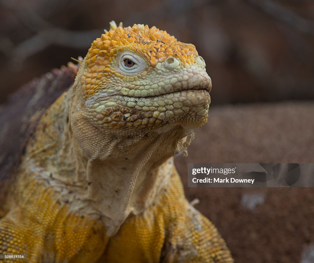 Land iguana in the Galapagos Islands