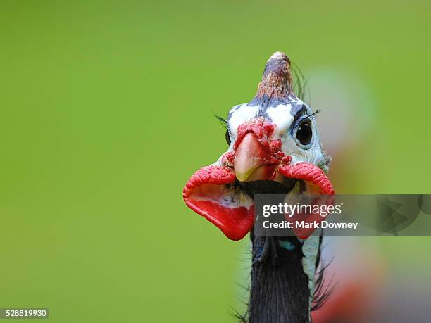 guinea bird - faraona comune foto e immagini stock