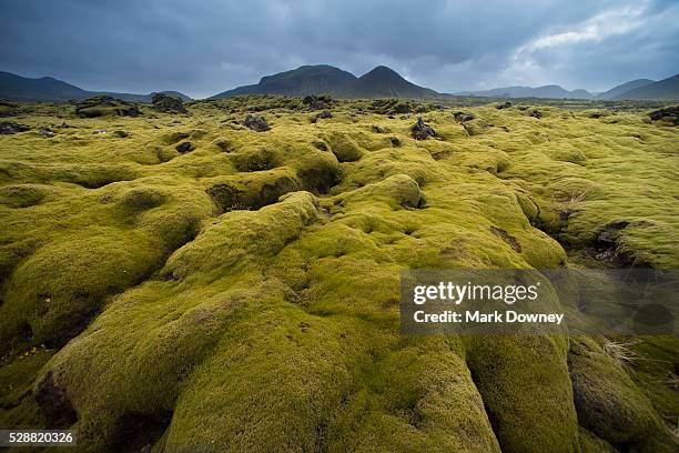 moss grows in the country side of iceland - musgo - fotografias e filmes do acervo
