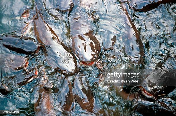 Fish fight amongst themselves for food thrown to them by visitors at the Nanputuo Temple in Xiamen. The Nanputuo Temple is located on the southeast...