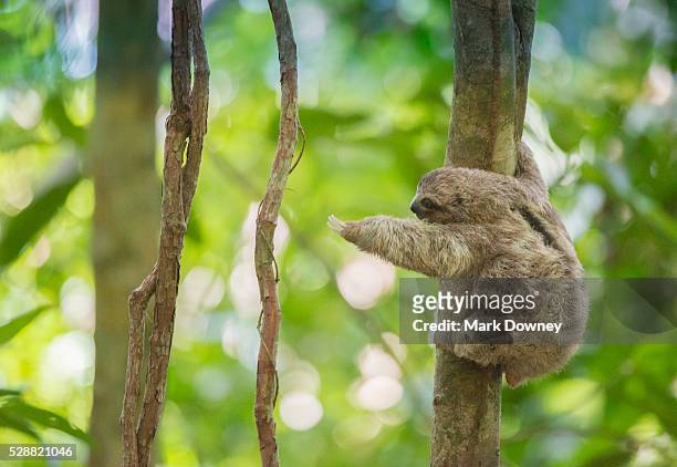 baby three-toed tree sloth reaches out for a branch, costa rica - three toed sloth stock-fotos und bilder