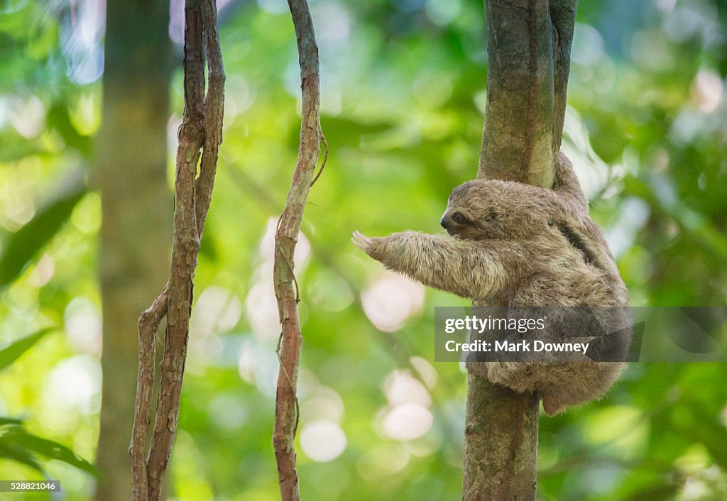 Baby Three-toed Tree Sloth reaches out for a branch, Costa Rica