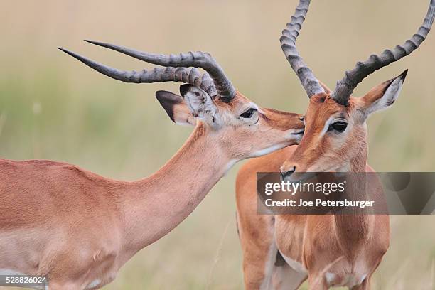 male impala grooms his bachelor-group mate - impala stock pictures, royalty-free photos & images