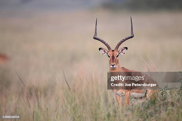 male impala stands in high grass - impala stockfoto's en -beelden