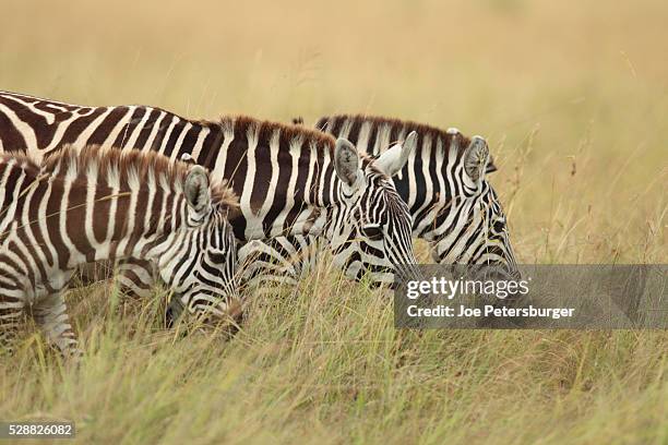 plains zebra - timothy grass imagens e fotografias de stock