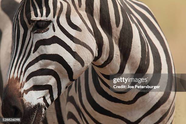 plains zebra - plains zebra bildbanksfoton och bilder