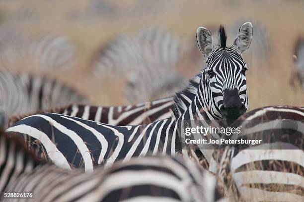 plains zebra - plains zebra bildbanksfoton och bilder