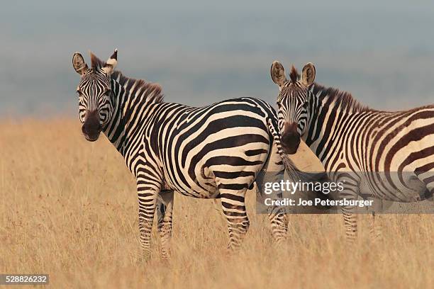 plains zebra - two zebras stock pictures, royalty-free photos & images