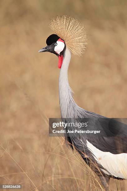 grey crowned crane stands in high grass - gru coronata grigia foto e immagini stock