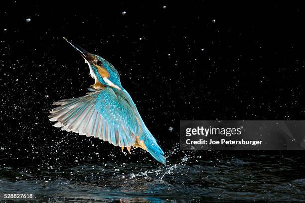 adult male common kingfisher emerging from water after an unsuccessful hunt - kingfisher river stock pictures, royalty-free photos & images