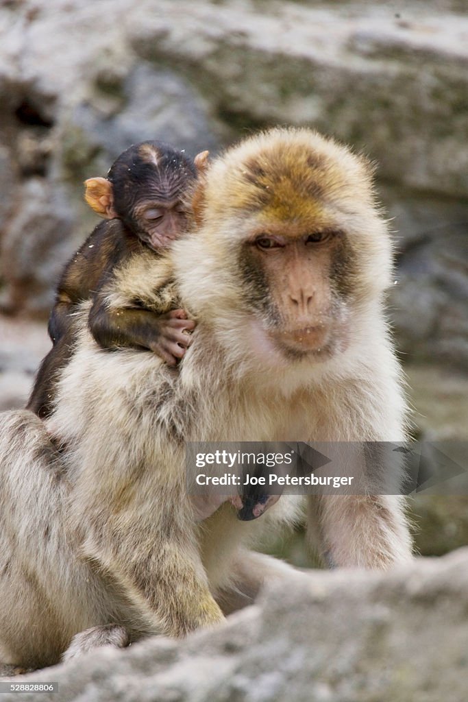 A barbary macaque baby on the back of the mother animal