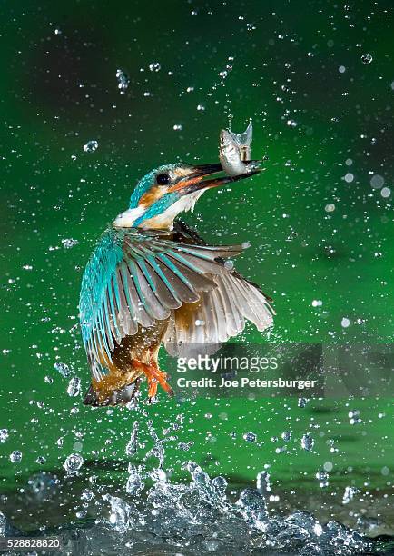 adult male common kingfisher emerging from water with fish - common kingfisher fotografías e imágenes de stock