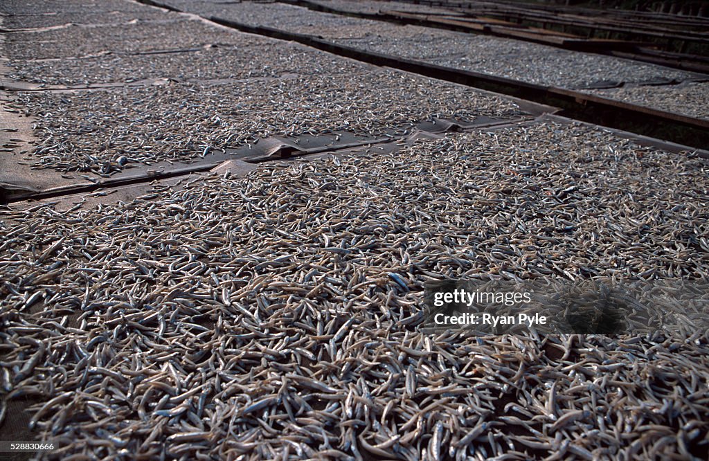 China - Economy - Fishing Industry in Hainan