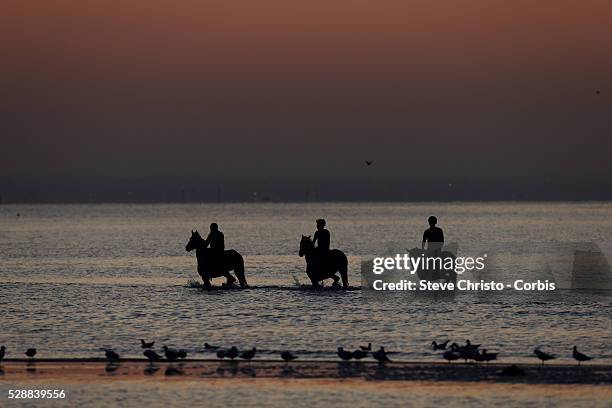 The Gai Waterhouse trained Fiorente ridden by Neil Brown goes for a swim during a track work session with stablemates Valediction and Muscovado at...