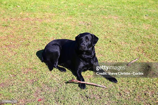 Black labrador plays with a stick on the grass on Friday, 31st of July 2015, Melbourne, Australia