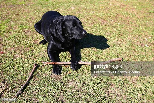 Black labrador plays with a stick on the grass on Friday, 31st of July 2015, Melbourne, Australia