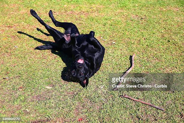 Black labrador plays with a stick on the grass on Friday, 31st of July 2015, Melbourne, Australia