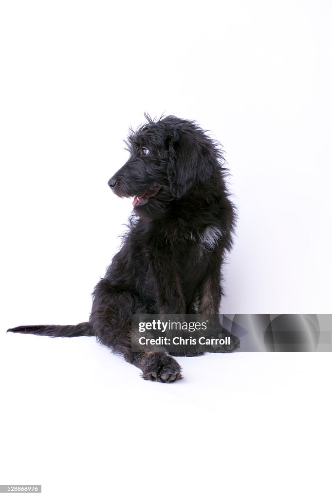 Labradoodle