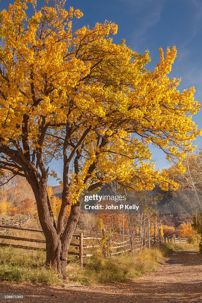 Colorado Scenics