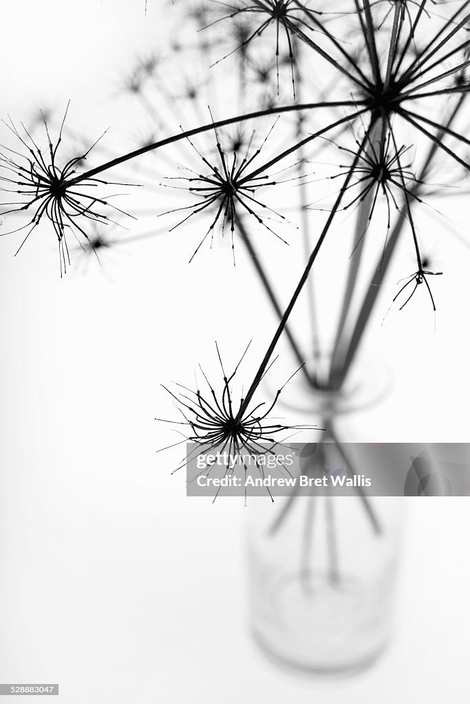 Star shaped seed heads in a vase