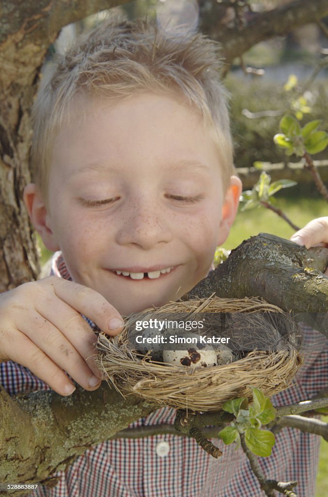 Boy looking at a bird´s nest on a tree