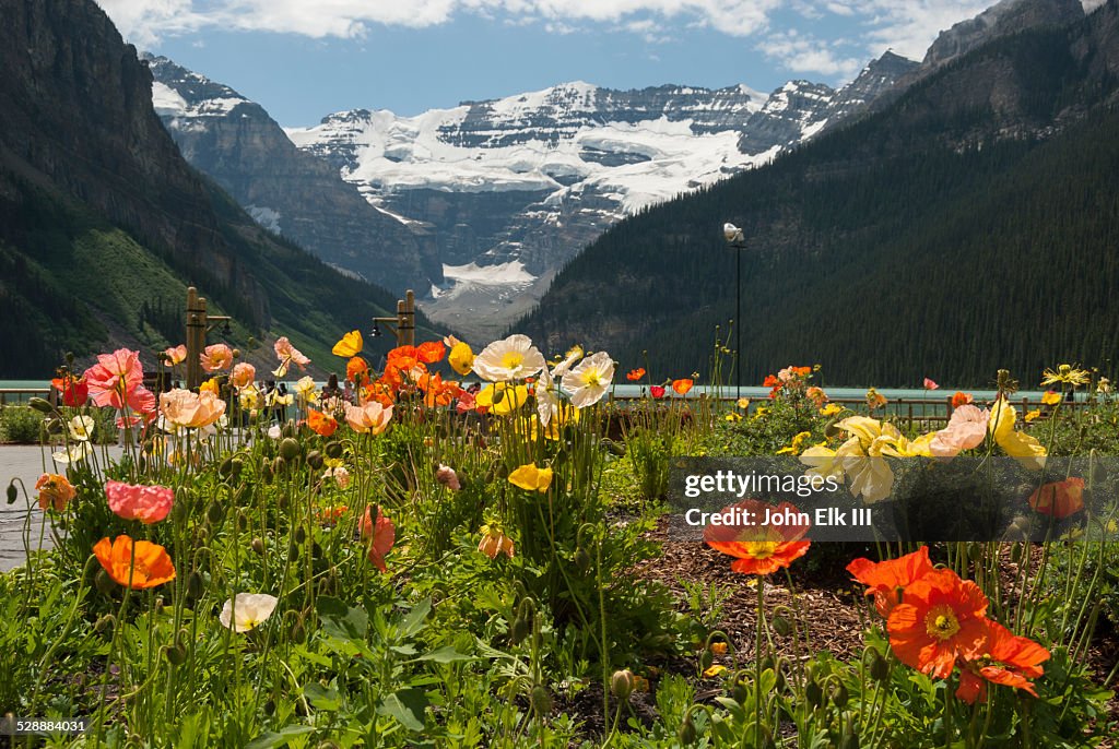 Lake Louise with flowers