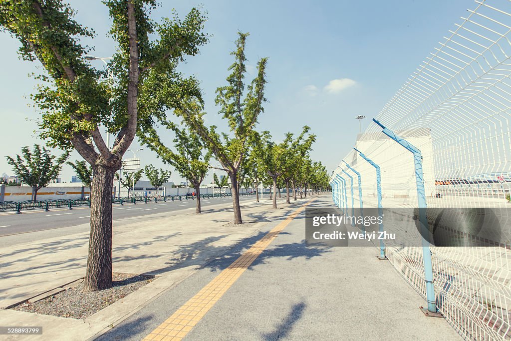 Pavement with ginkgo trees