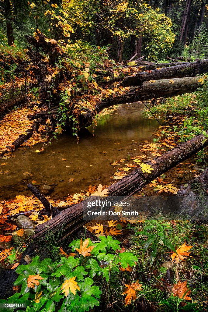 Maple Leaves and Aptos Creek