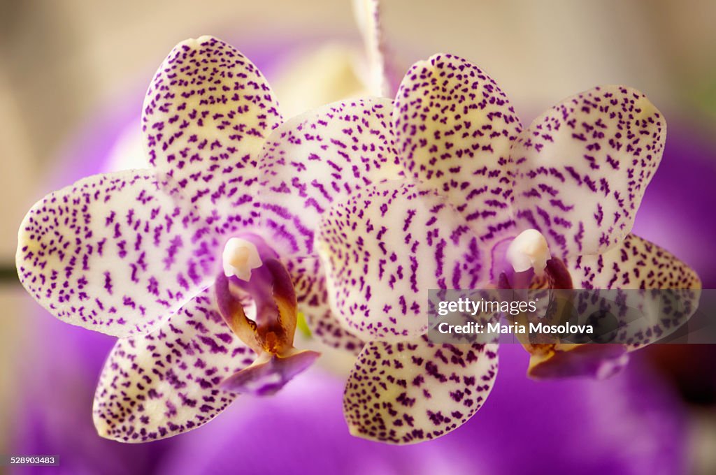 Phalaenopsis Orchid Flight of Birds 'Flutterby'