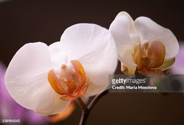 doritaenopsis orchid martha dolge 'apricot' - doritaenopsis stock pictures, royalty-free photos & images