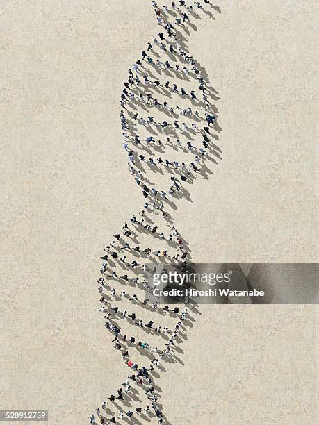 dna made out of walking people - dna helix stock-fotos und bilder