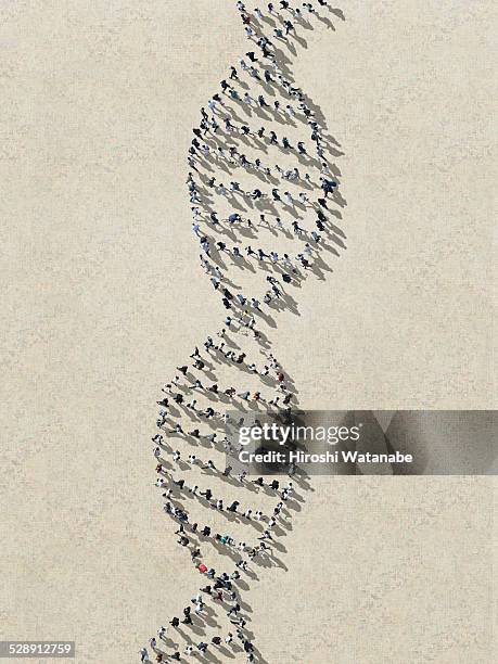 dna made out of walking people - hélice photos et images de collection