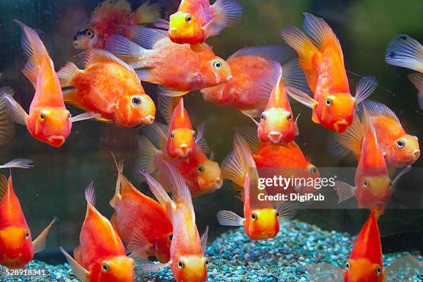 bloody parrot fish school waiting for food - cichlid aquarium stock pictures, royalty-free photos & images
